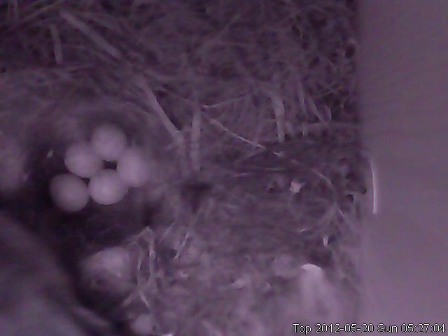 Five eggs at night